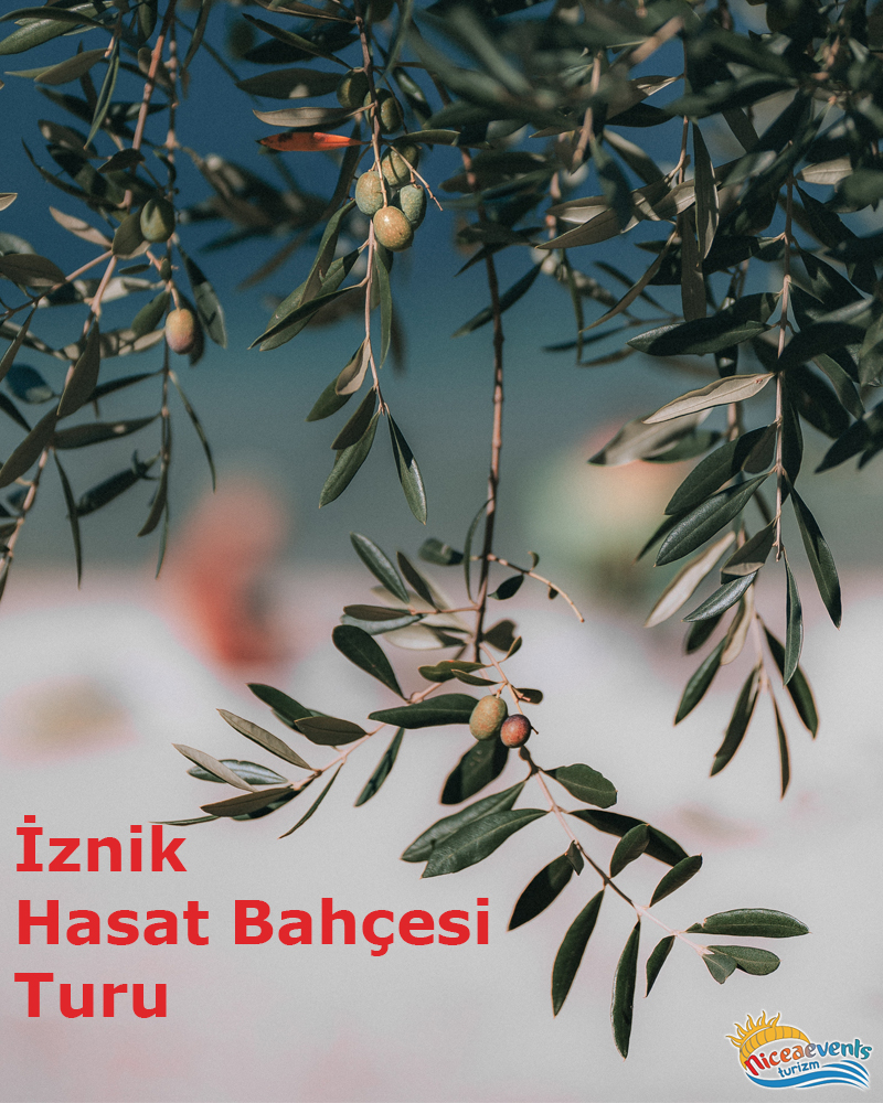 zeytin_hasat_bahcesi_turu.jpg